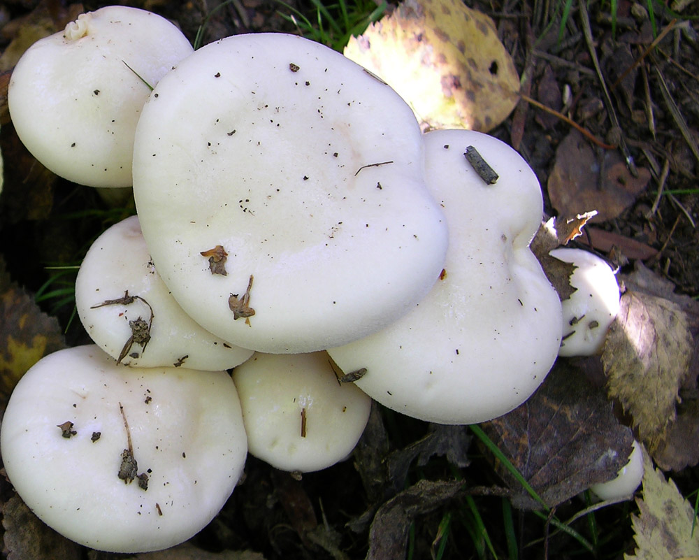Hygrophorus di betulla.